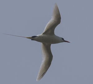 White-tailed Tropicbird