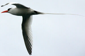 Red-billed Tropicbird