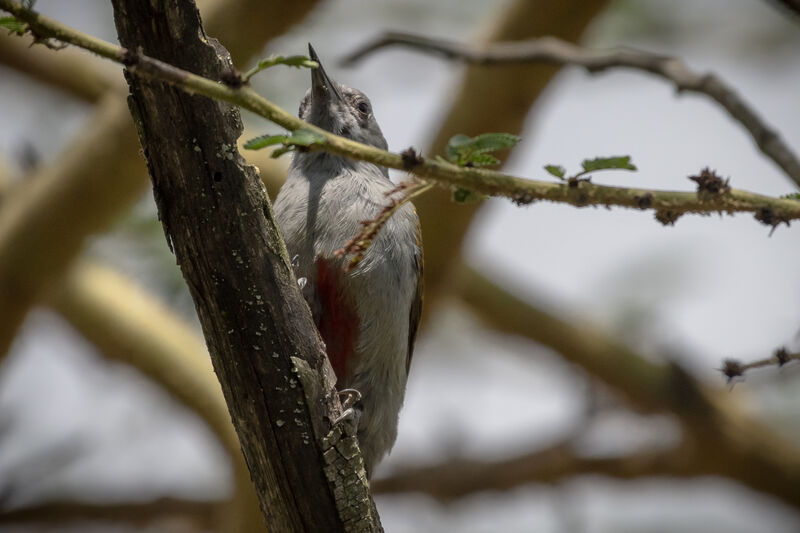 African Grey Woodpecker
