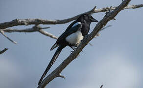 Black-billed Magpie