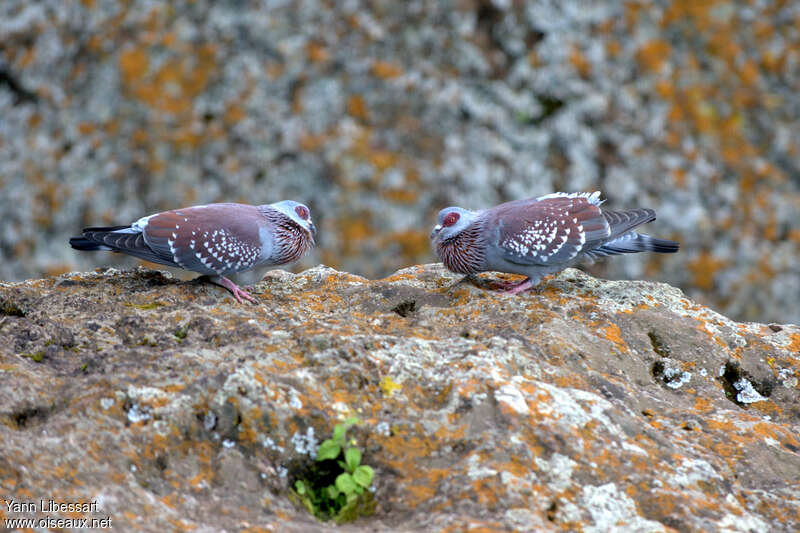 Speckled Pigeon, courting display, Behaviour