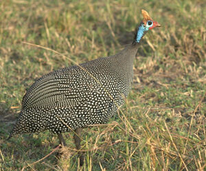 Helmeted Guineafowl