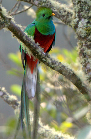 Quetzal resplendissant