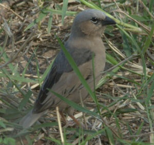 Grey-capped Social Weaver