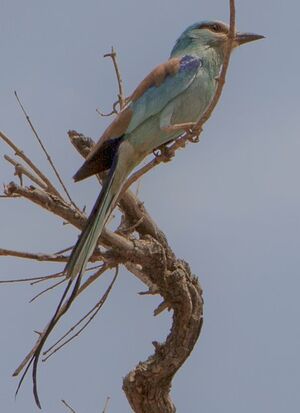 Abyssinian Roller
