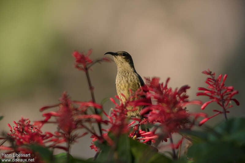 Red-chested Sunbird female adult, pigmentation