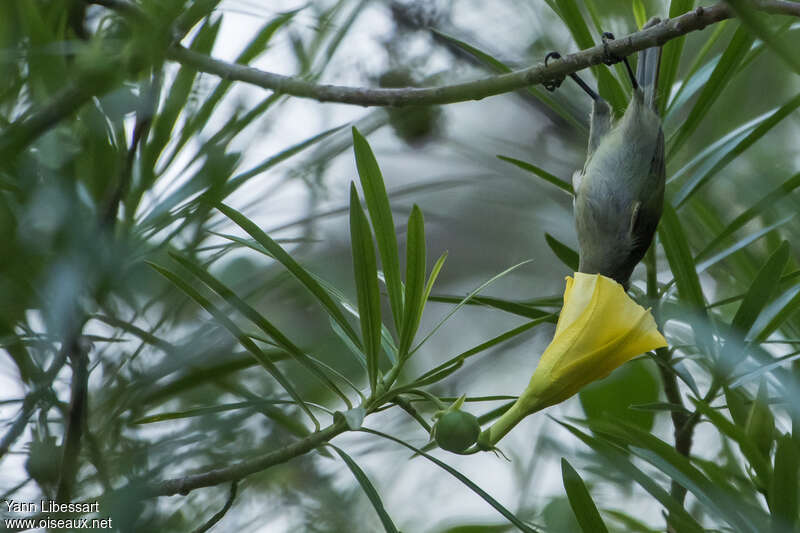 Olive Sunbird, eats, Behaviour