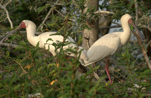 African Spoonbill