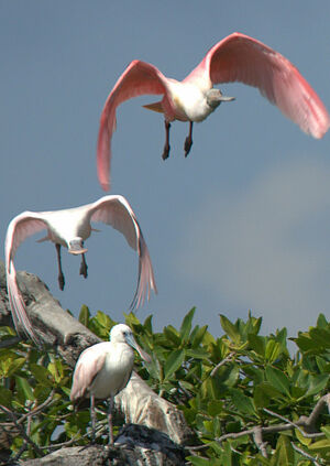 Roseate Spoonbill