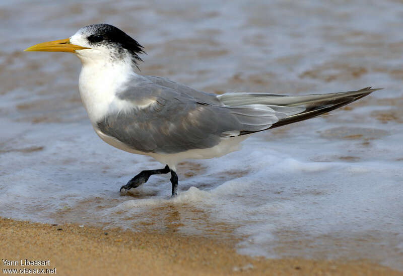 Greater Crested Tern, identification