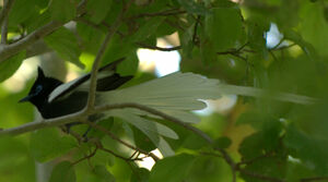 African Paradise Flycatcher