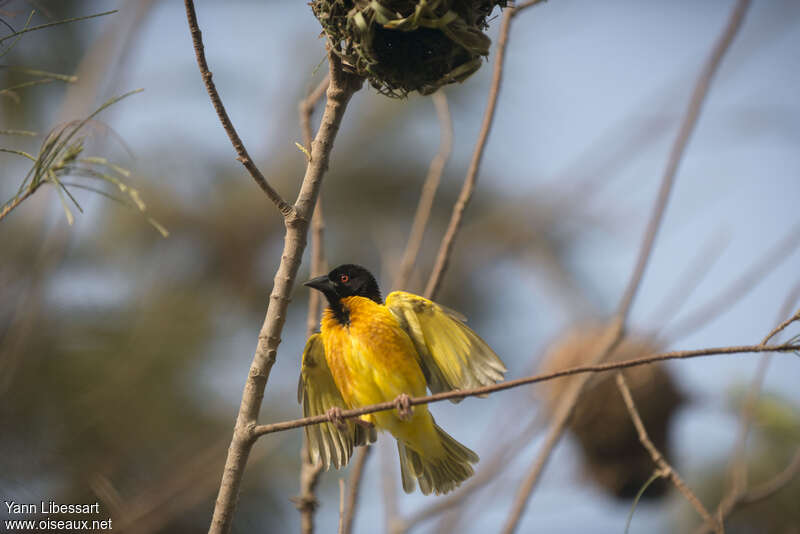 Village Weaver male adult, courting display