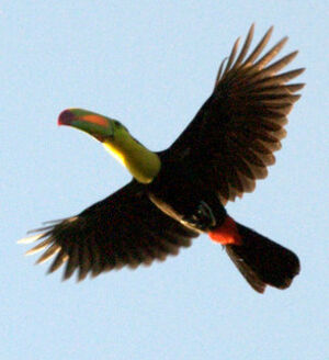 Keel-billed Toucan