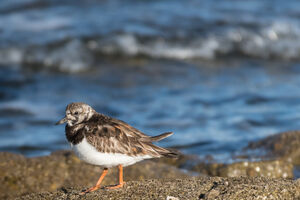 Ruddy Turnstone