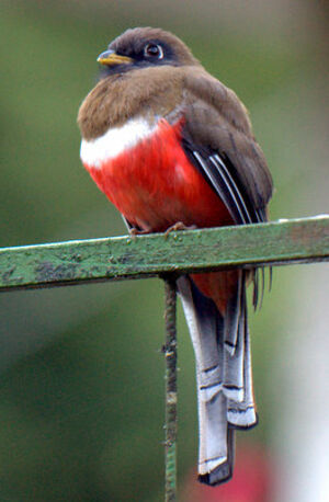 Collared Trogon