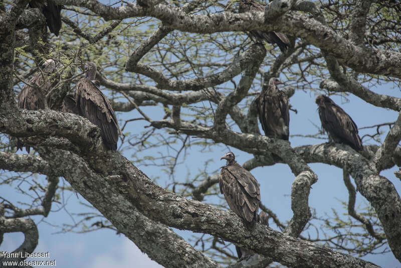 Hooded Vulture, habitat, Behaviour