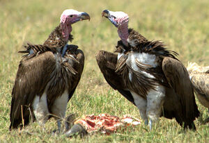 Lappet-faced Vulture