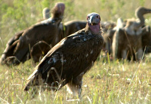 Lappet-faced Vulture