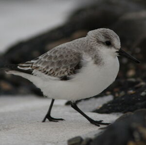 Sanderling 
&copy; Yann Patris