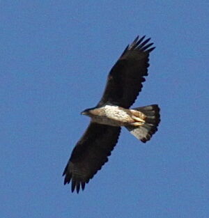Aigle de Bonelli