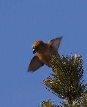 Red Crossbill