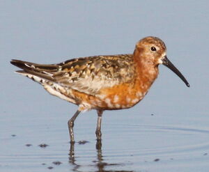 Curlew Sandpiper 
&copy; Yann Ponthieux