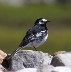 Pied Wagtail