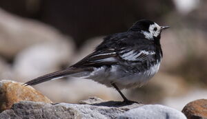 Pied Wagtail