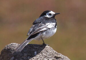 Pied Wagtail