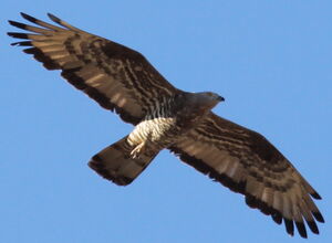 European Honey Buzzard