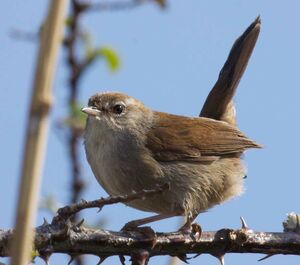 Bouscarle de Cetti 
&copy; Yann Ponthieux