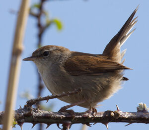Bouscarle de Cetti 
&copy; Yann Ponthieux