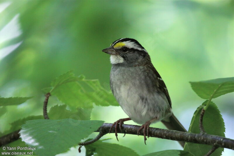 White-throated Sparrowadult breeding