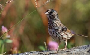Song Sparrow