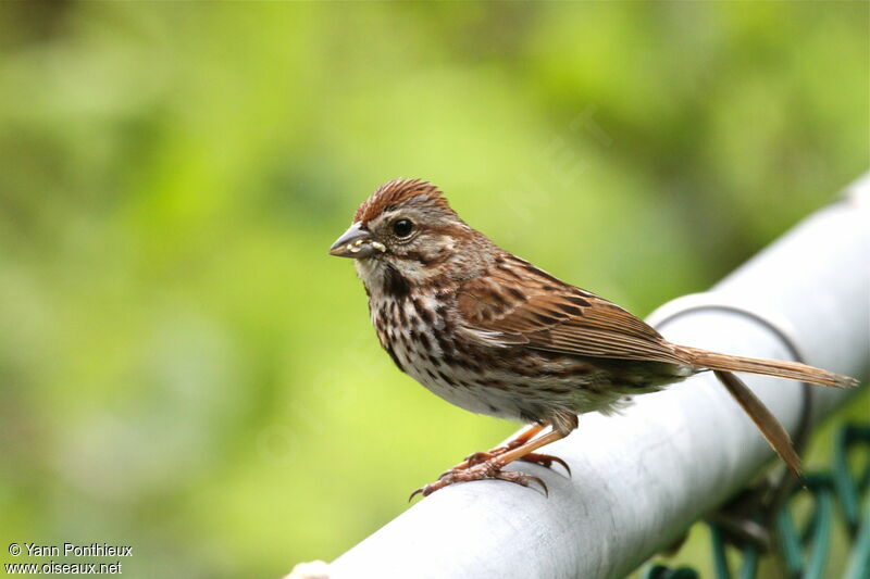 Song Sparrowadult breeding