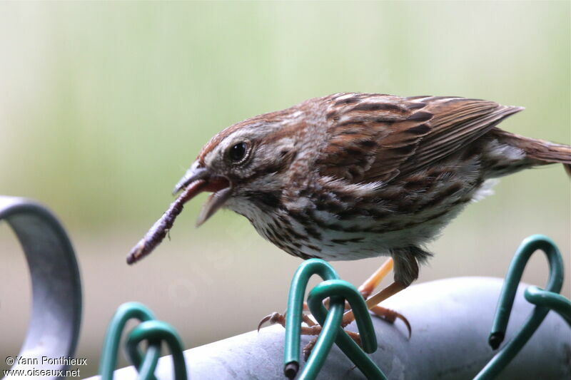 Song Sparrowadult breeding
