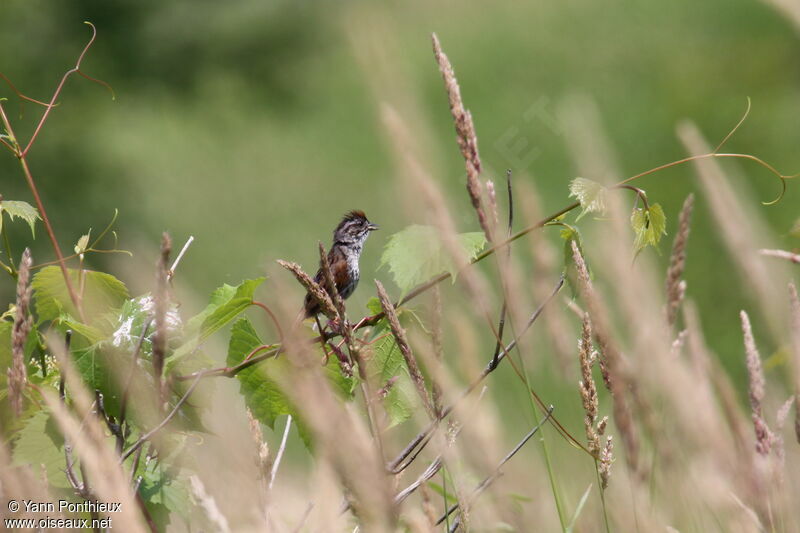 Swamp Sparrowadult breeding