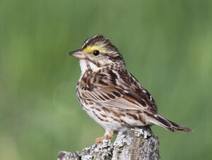 Savannah Sparrow