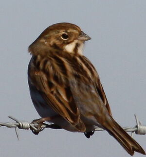 Common Reed Bunting 
&copy; Yann Ponthieux