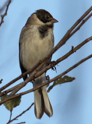 Common Reed Bunting 
&copy; Yann Ponthieux