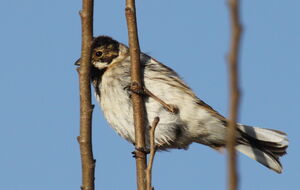 Common Reed Bunting 
&copy; Yann Ponthieux
