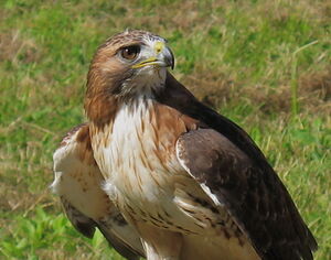 Red-tailed Hawk