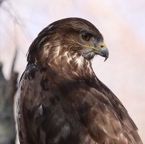 Buse variable