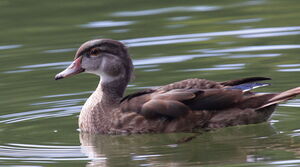 Canard carolin