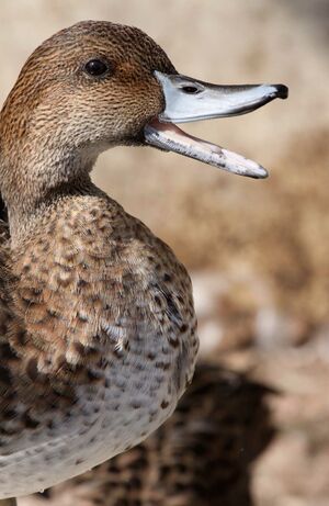 Canard pilet 
&copy; Yann Ponthieux
