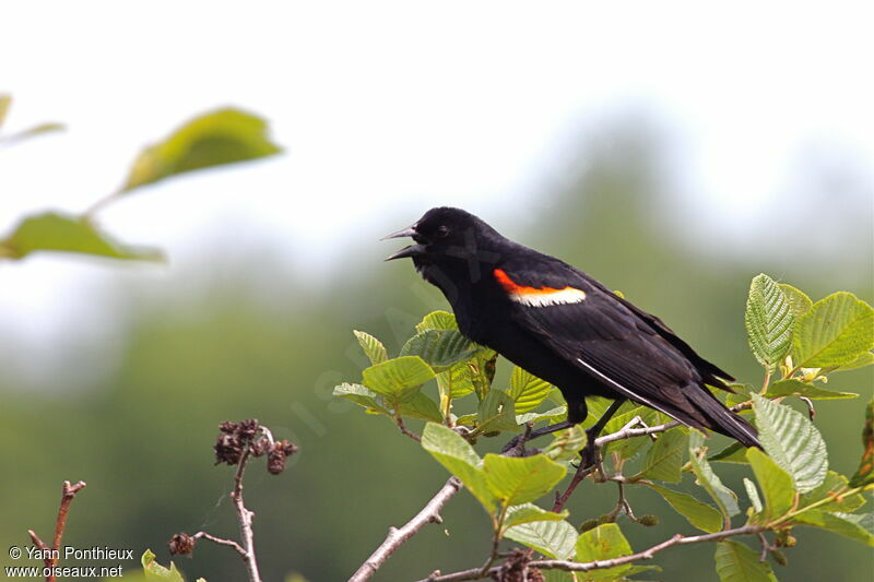 Red-winged Blackbird male adult breeding, song