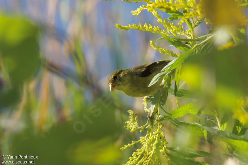 American Goldfinch female