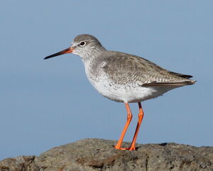 Common Redshank