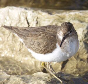 Common Sandpiper