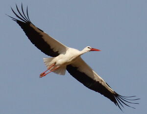 White Stork